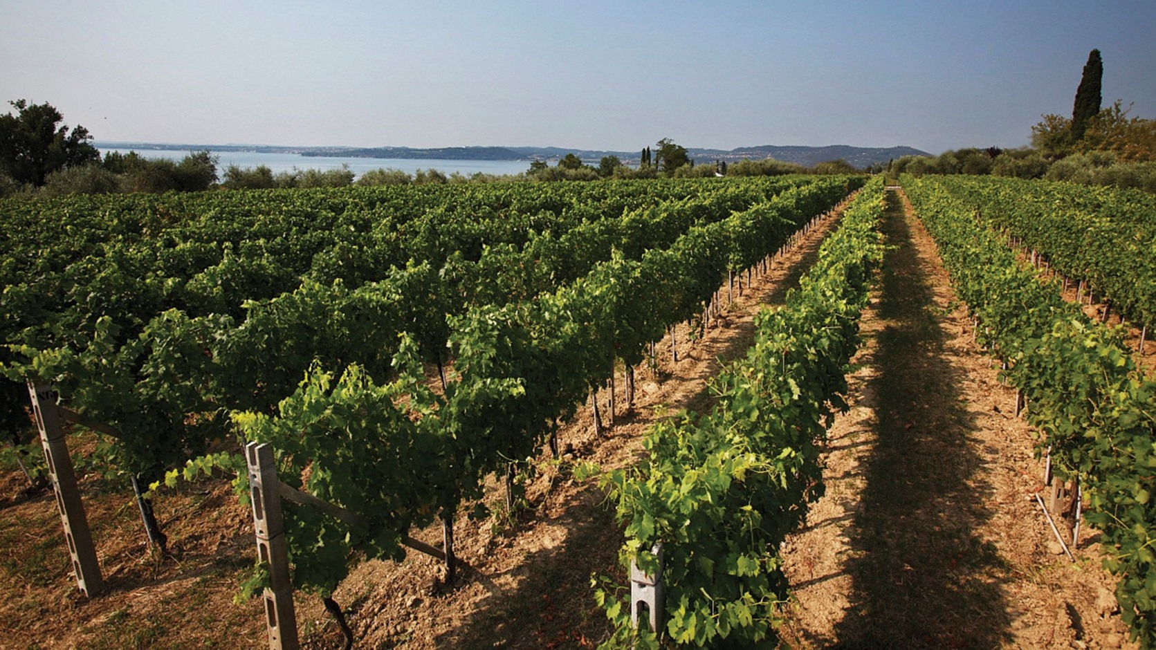 Vigneti di Lugana