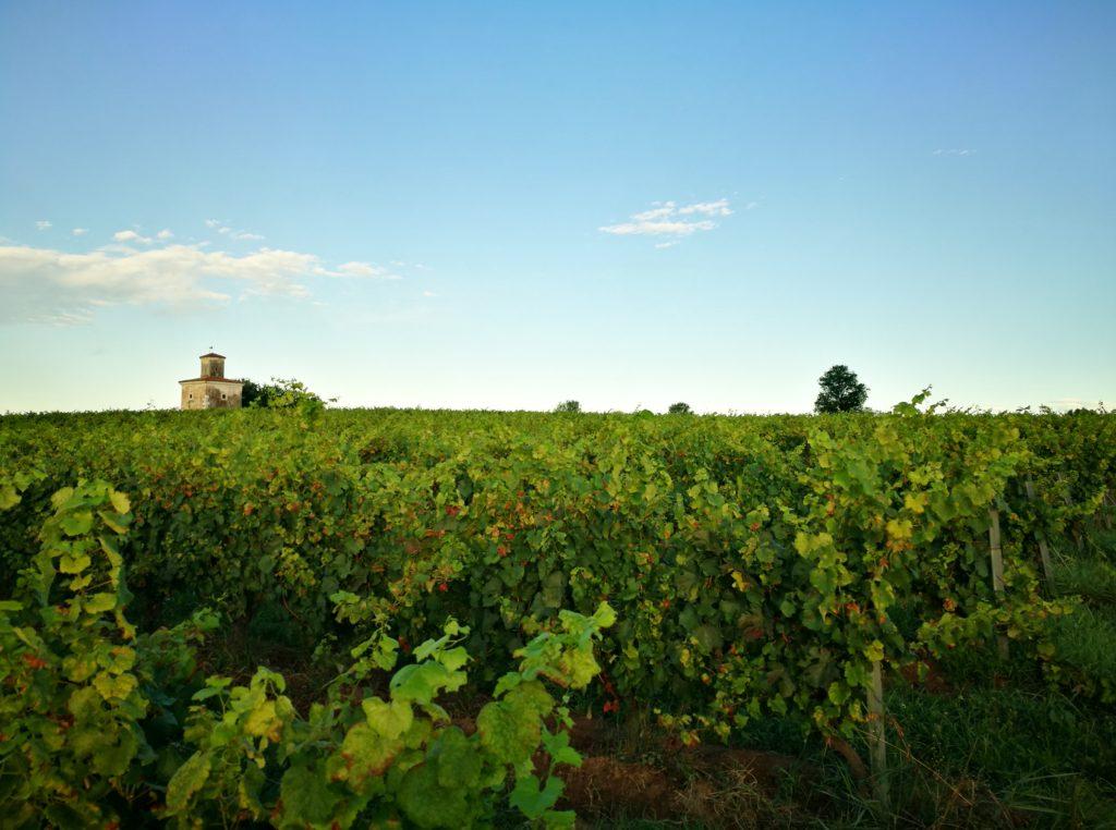 Cantina Mirabella i vigneti