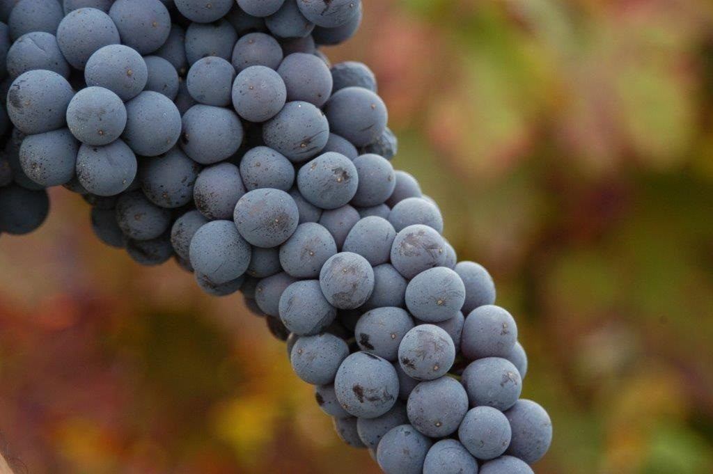 UVA UVALINO