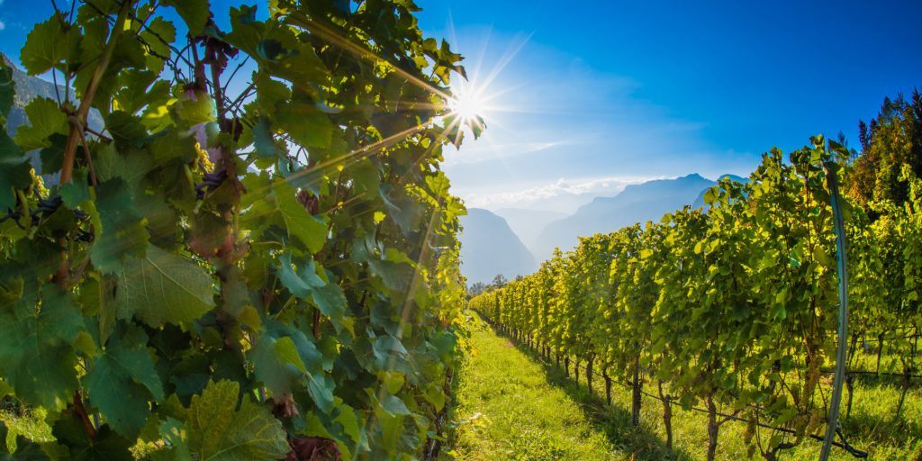 VIGNE Oberkerschbaum Sauvignon