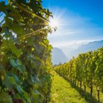 VIGNE Oberkerschbaum Sauvignon