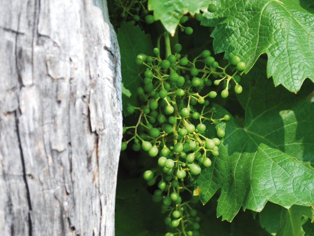 Universo Prosecco le 3 denominazioni insieme a Vinitaly Glera