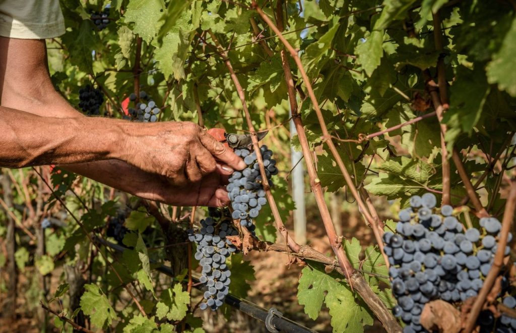 I vini per l’estate secondo Monteverro Monteverro photo by Leif Carlsson