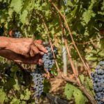 Monteverro photo by Leif Carlsson