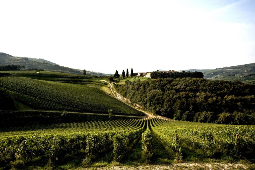 Tedeschi vigneti