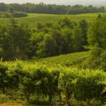 Vigneti Giusti Wine
