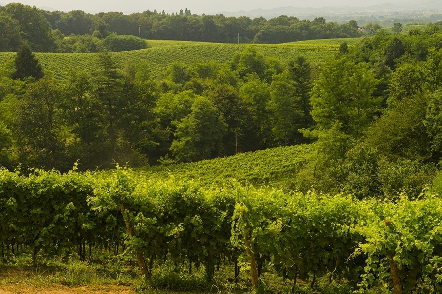 Vigneti Giusti Wine