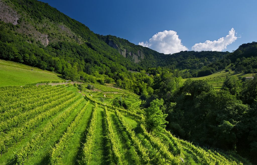 Le Colline del Prosecco vanno protette Vittorio Veneto Vigneto Bottega