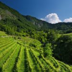 Vittorio Veneto Vigneto Bottega