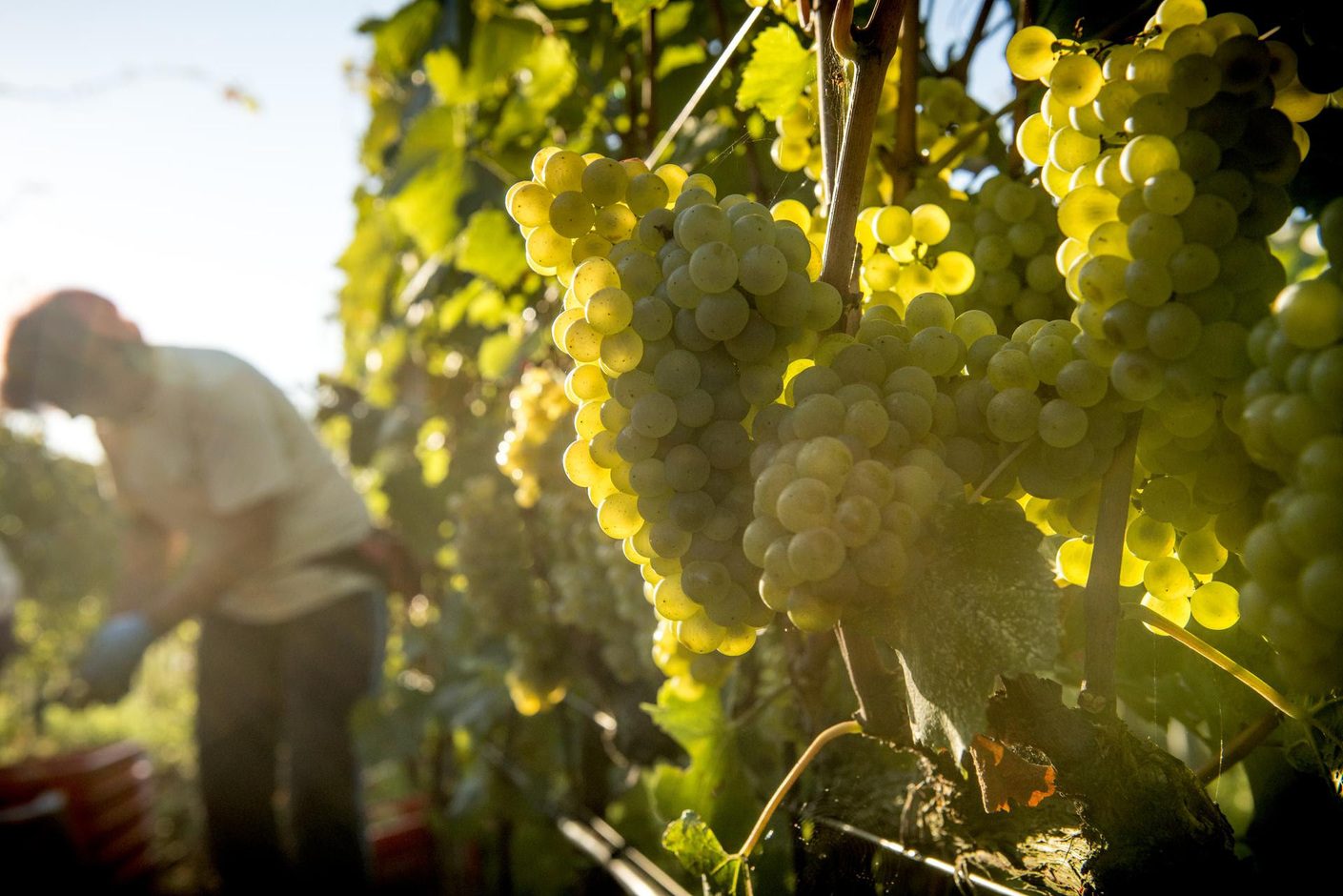 Vendemmia a Monteverro