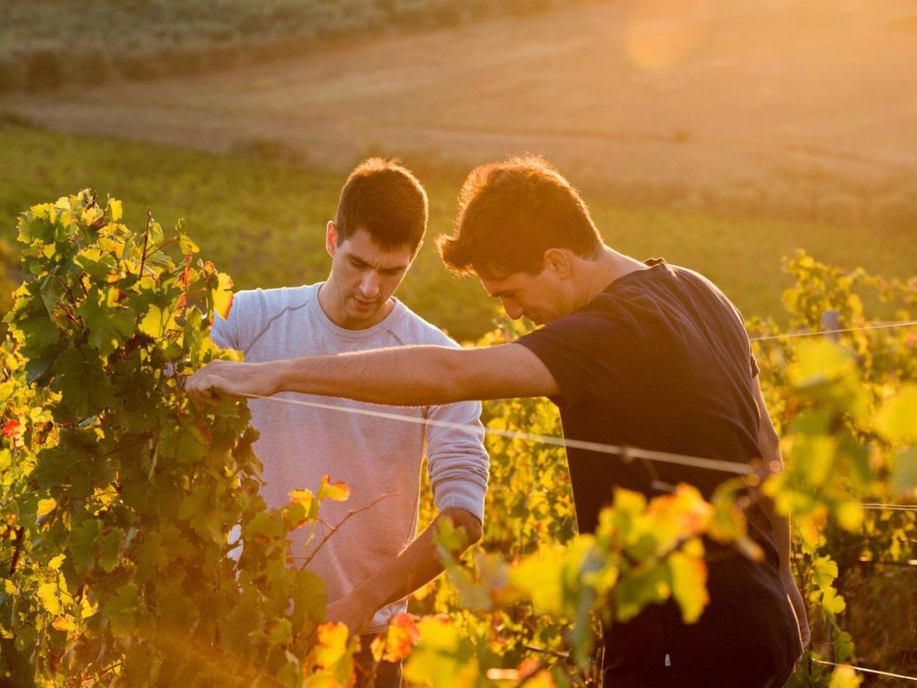 Vendemmia a Monteverro