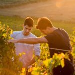 Vendemmia a Monteverro