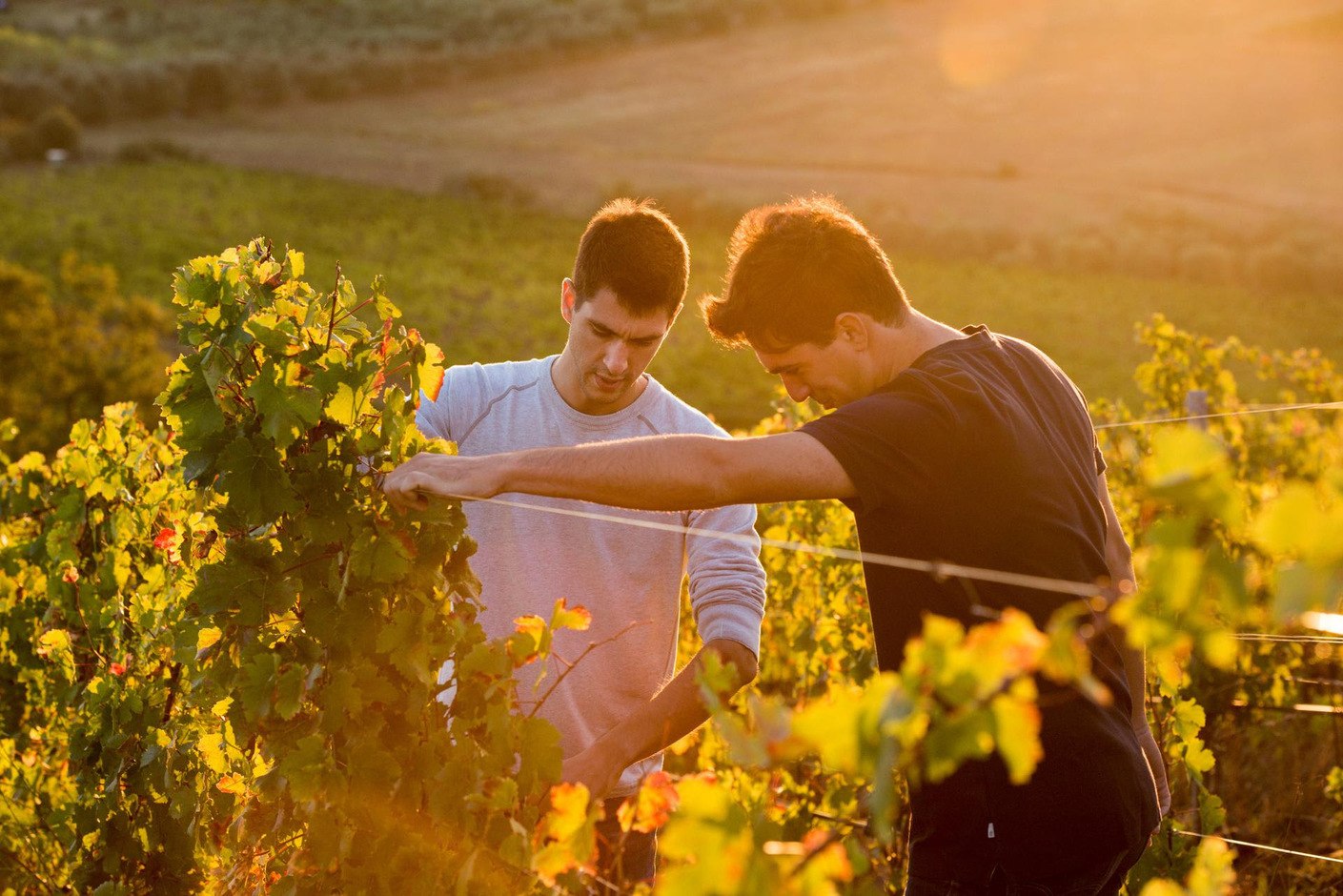 Vendemmia a Monteverro