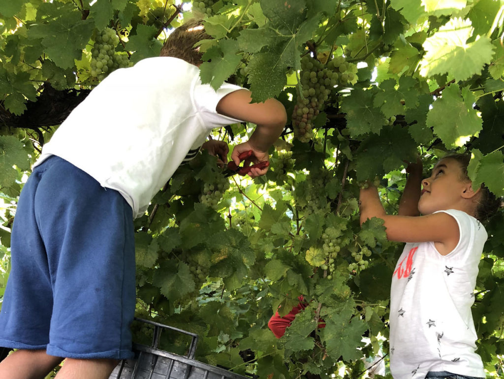 A Ca’ di Rajo la vendemmia dei bambini