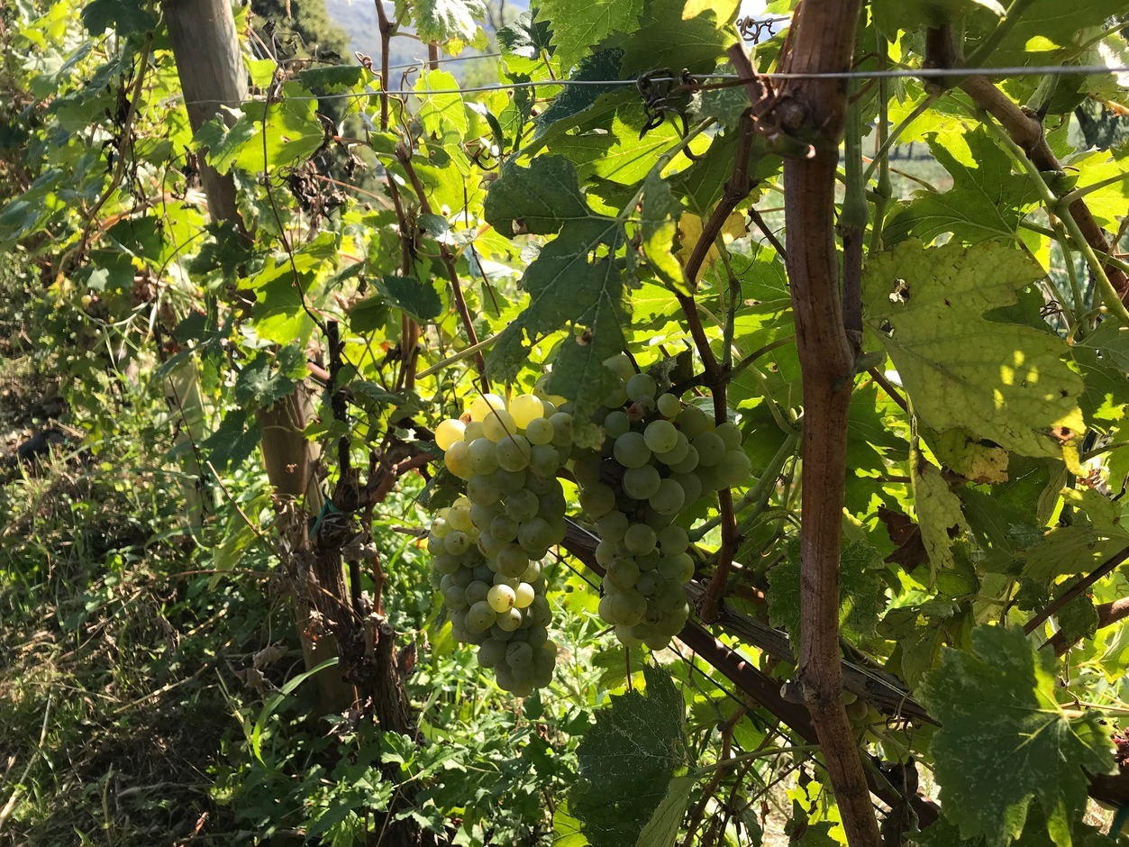 Grappolo di Erbamat