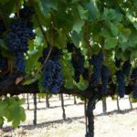 Vendemmia Cantina Fratelli Pardi