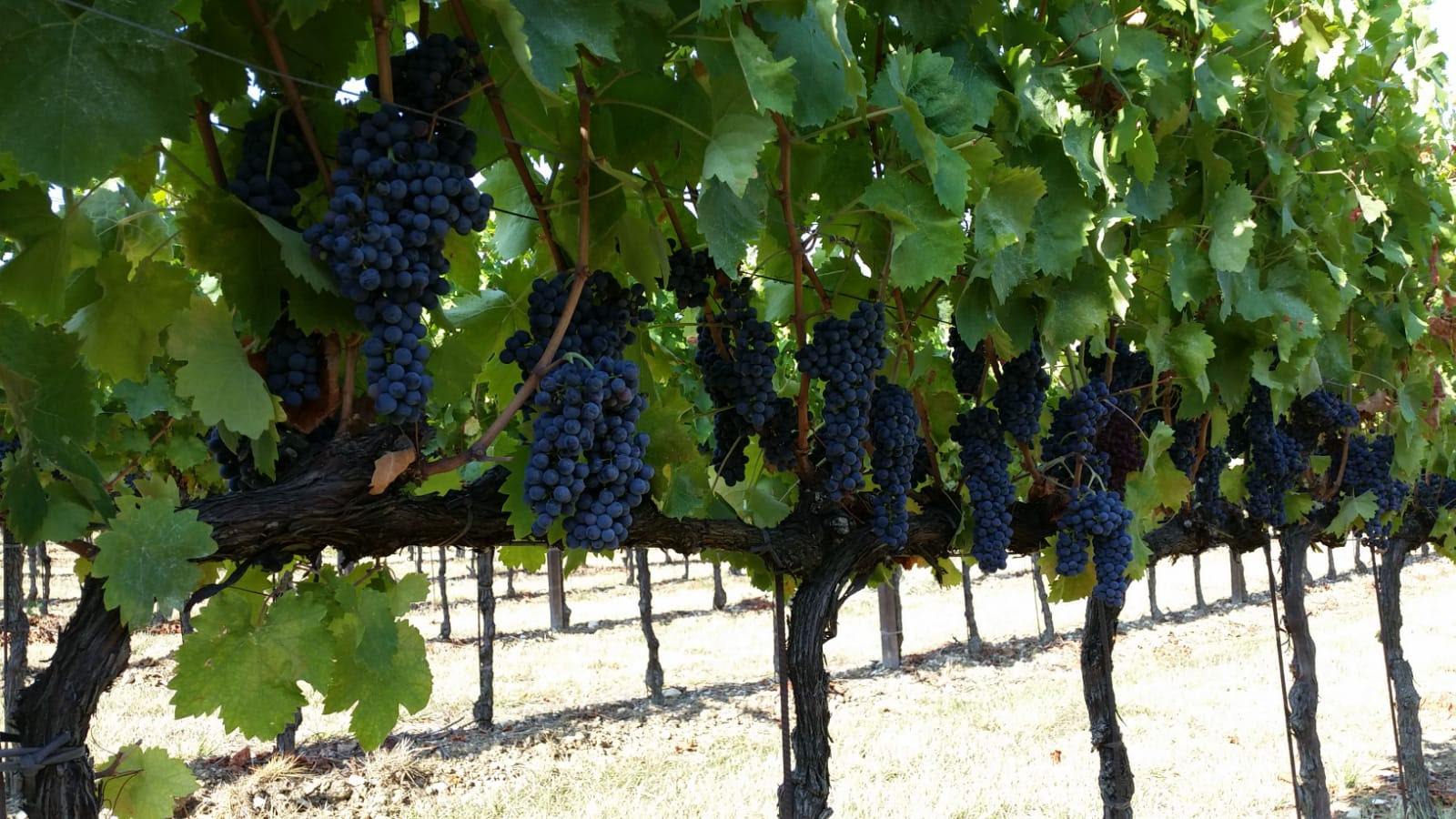 Vendemmia Cantina Fratelli Pardi