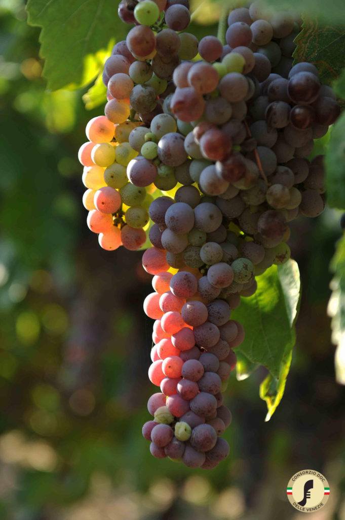 Pinot grigio delle Venezie DOC Vendemmia 2019 Pinot grigio delle Venezie DOC