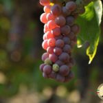 Pinot grigio delle Venezie DOC