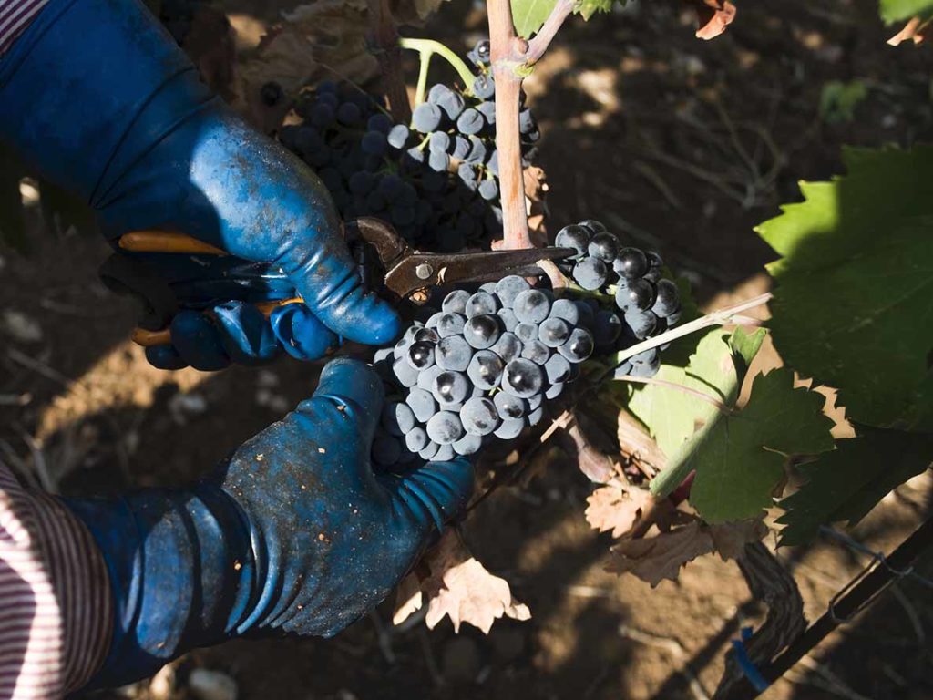 Primitivo di Manduria