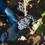 Primitivo di Manduria