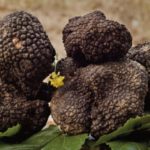Fiera Nazionale del Tartufo
