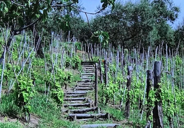 Lo Storico vigneto vecchio a capanno tradizionale