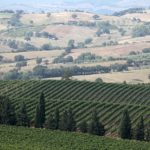 Morellino_di_Scansano_territorio