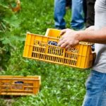 Raccolta per appassimento Buglioni