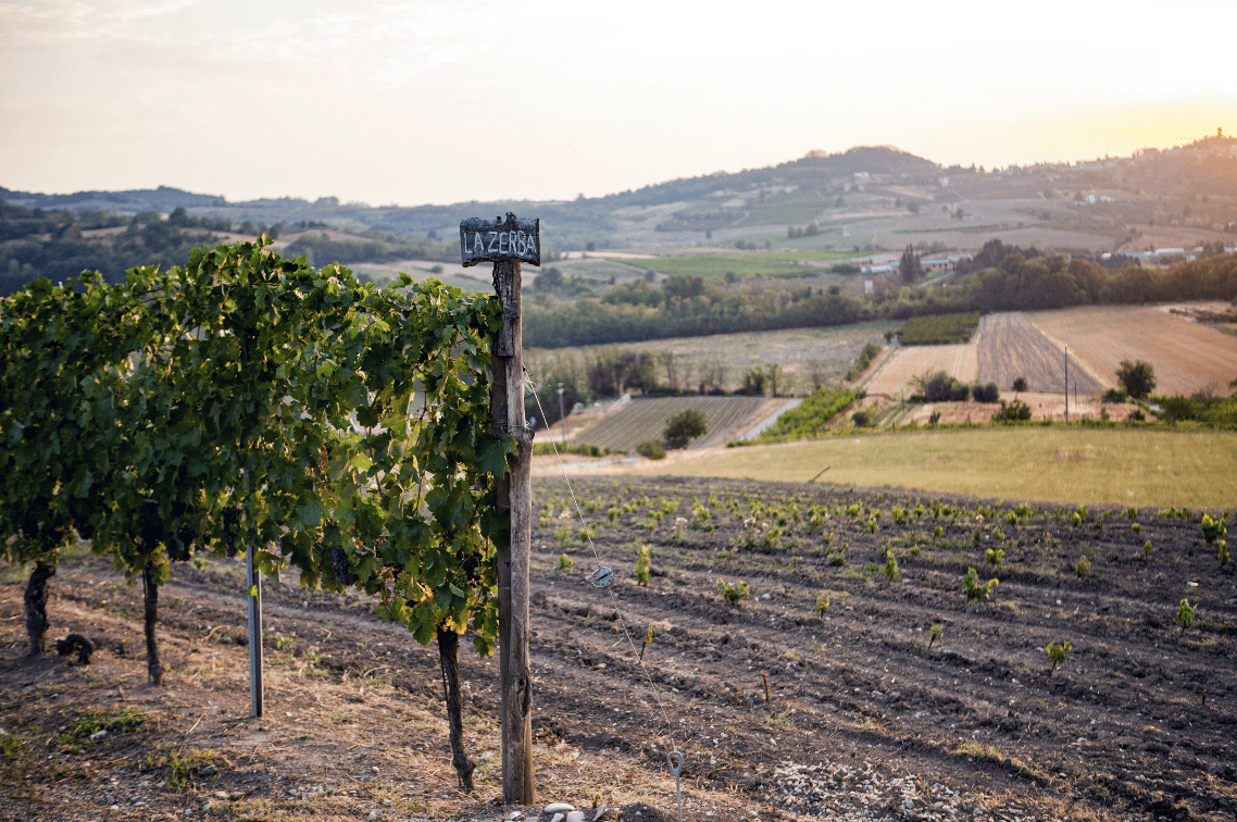 Cantine Volpi