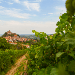 Cantine Volpi