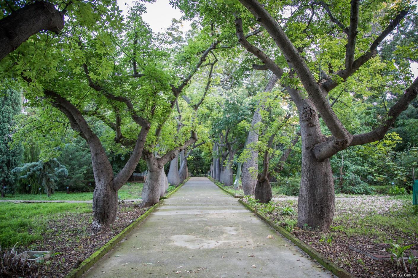 Orto Botanico viale