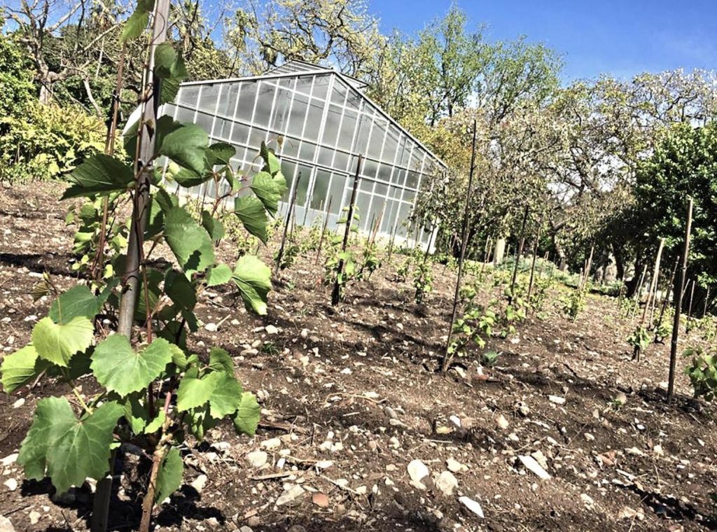 Vigna del Gallo il 20 maggio 2019 con le barbatelle in fase di crescita