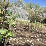 Vigna del Gallo il 20 maggio 2019 con le barbatelle in fase di crescita