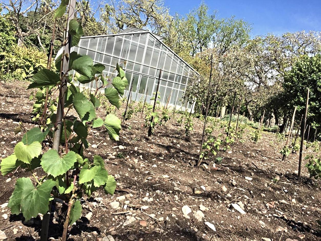 Vigna del Gallo il 20 maggio 2019 con le barbatelle in fase di crescita