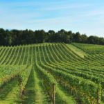 Consorzio del Pinot grigio delle Venezie DOC