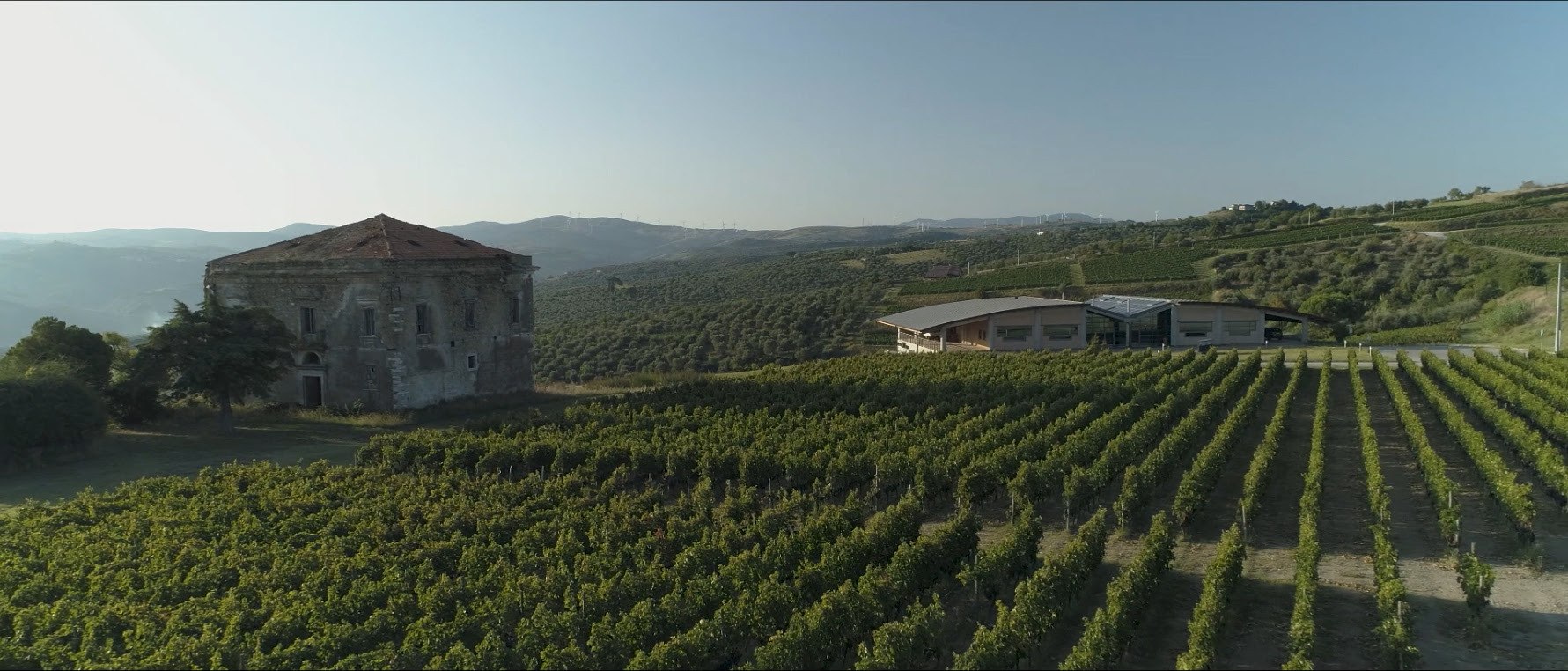 Tommasi Family Estates