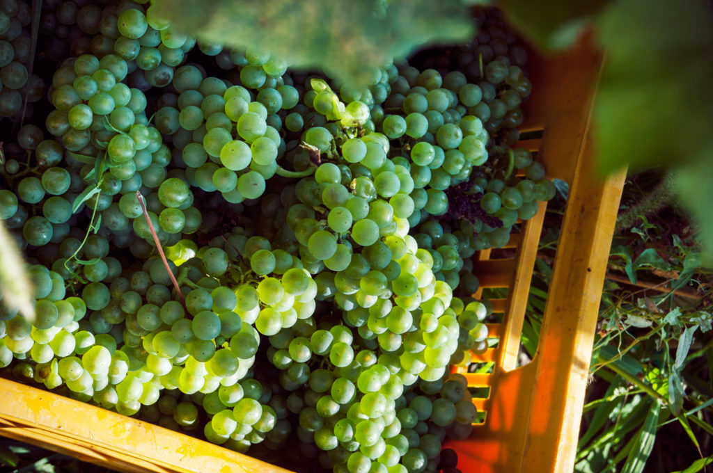 Casa Paladin ottime previsioni per la vendemmia
