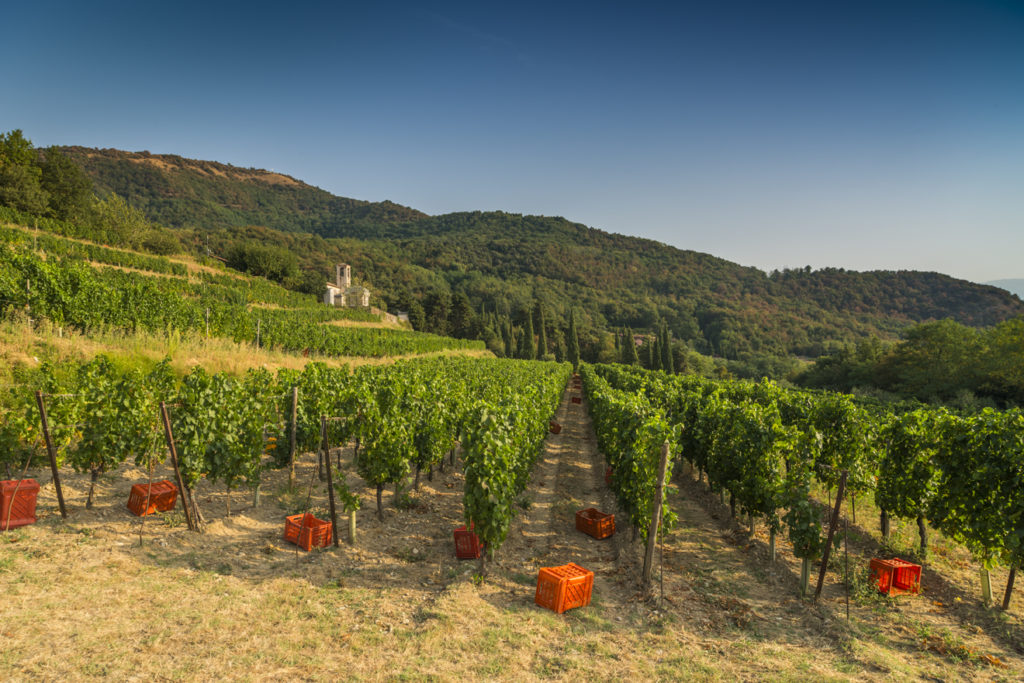 Partita la vendemmia 2020 in Franciacorta