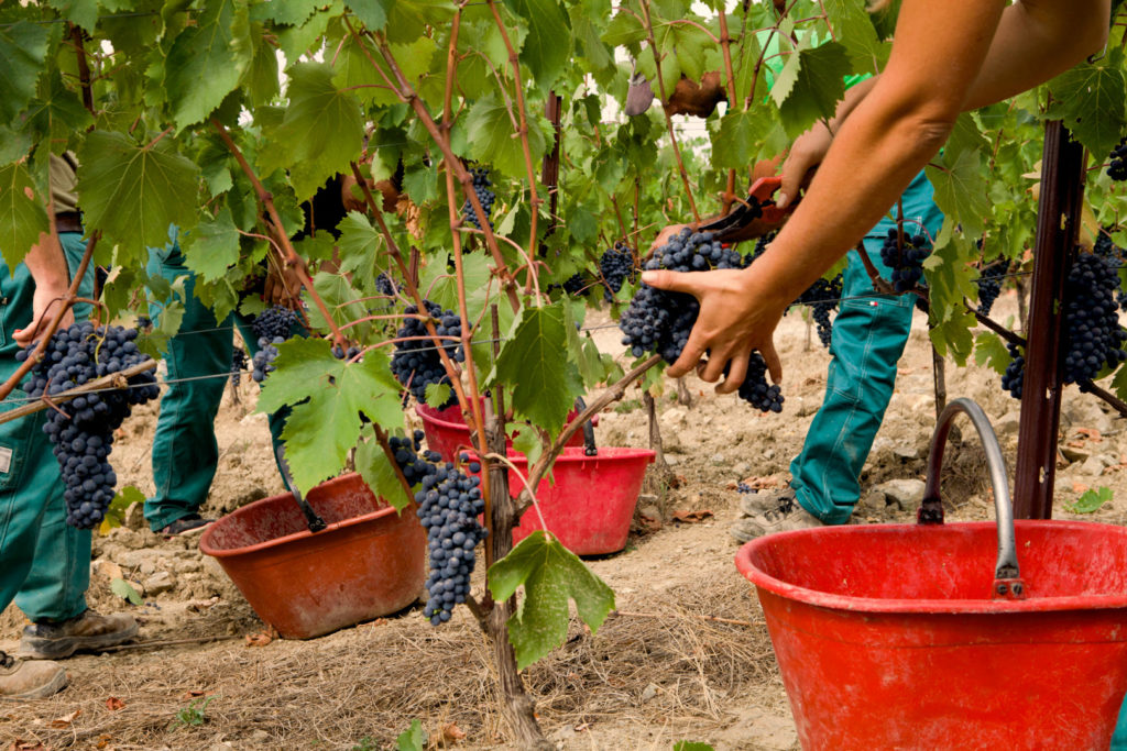Castello di Fonterutoli vendemmia e wine tour