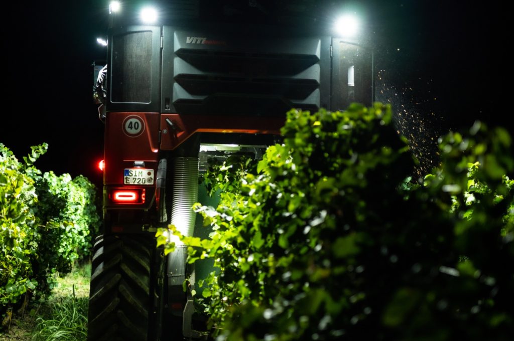 Vendemmia notturna in Oltrepò