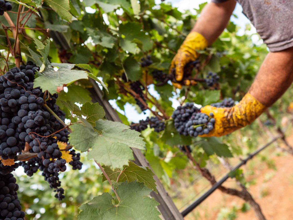 Primitivo di Manduria vendemmia 2020