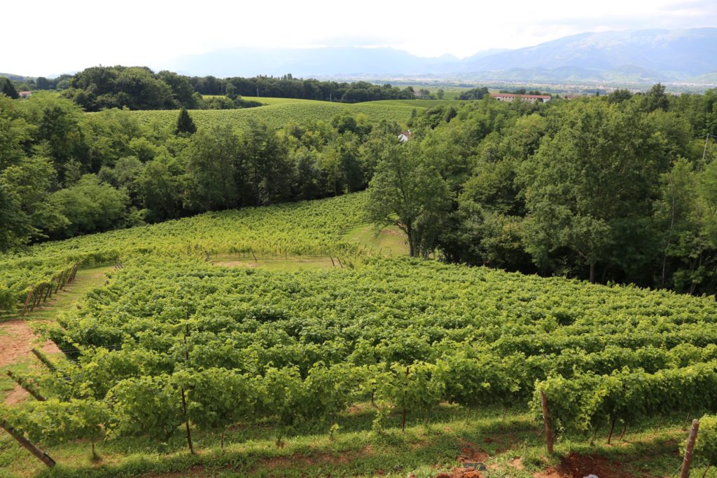 Giusti: capre per tagliare l’erba