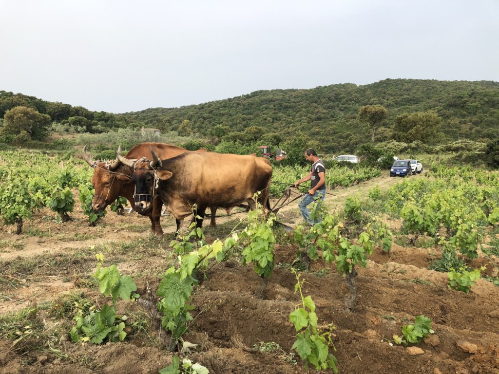 Bentu Luna e il tesoro delle vecchie vigne