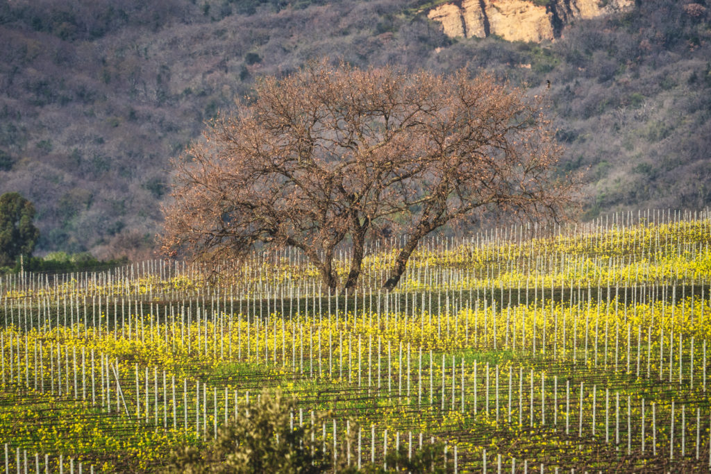 Monteverro onora la bio-diversità