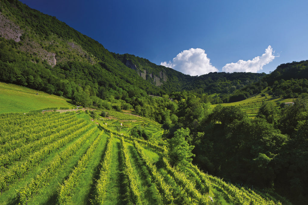 Bottega sostiene la biodiversità