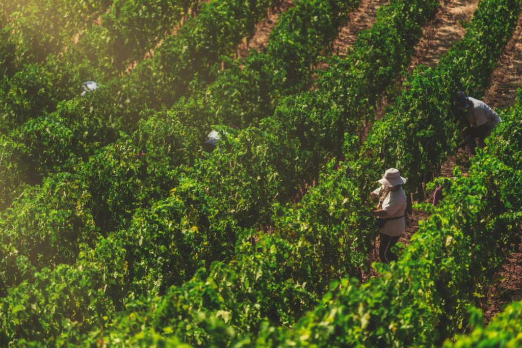 Monteverro 24 settembre vendemmia del cuore