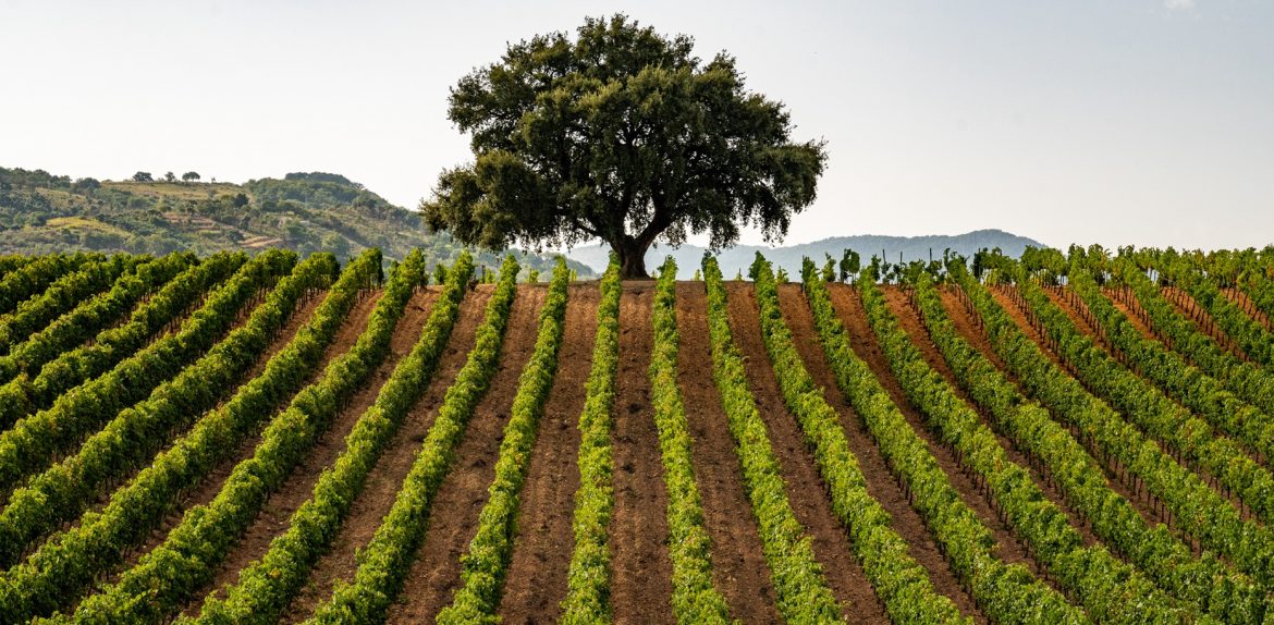 Nero d’Avola, simbolo autentico della Sicilia