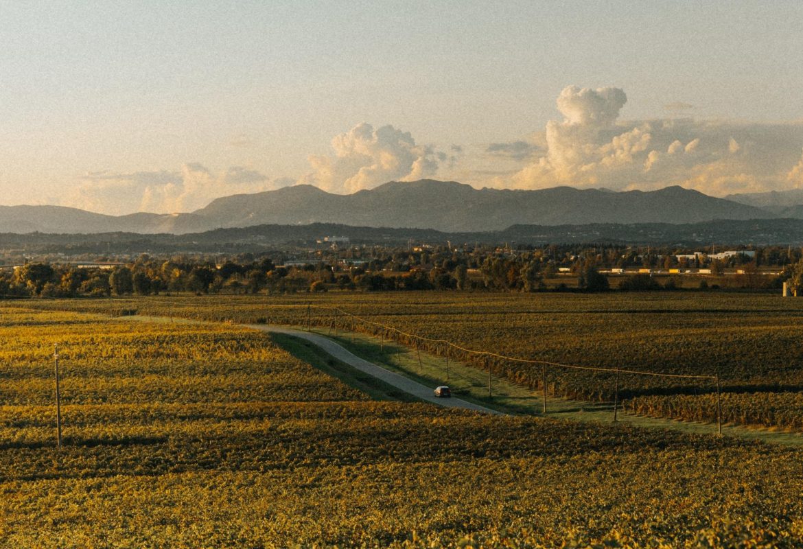 Il Consorzio di Tutela del Lugana DOC Lugana Lab