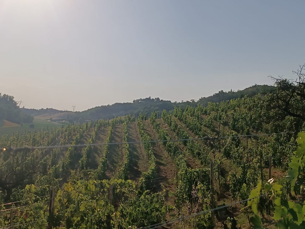 Approvazione della risoluzione sulle TEA